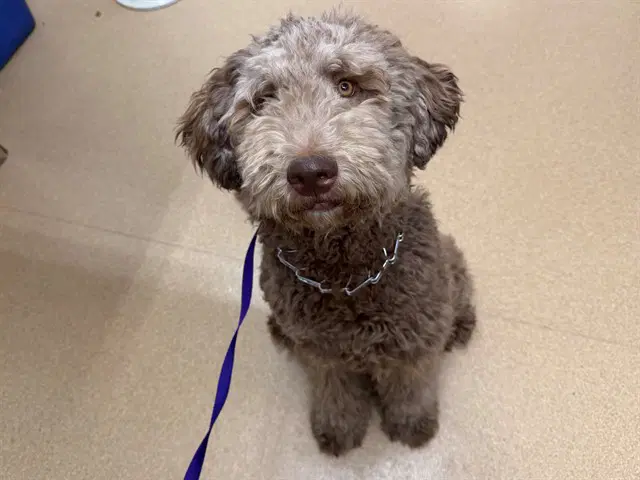 Jasper - Poodle (Standard)