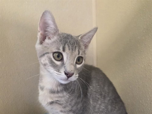 Moe, Domestic Short Hair (medium coat)
