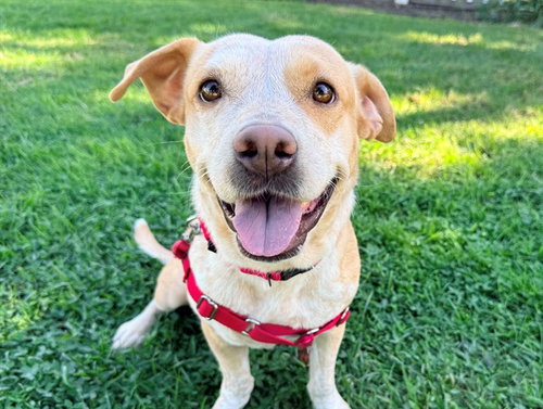 Pepper, Labrador Retriever / Mixed (medium coat)