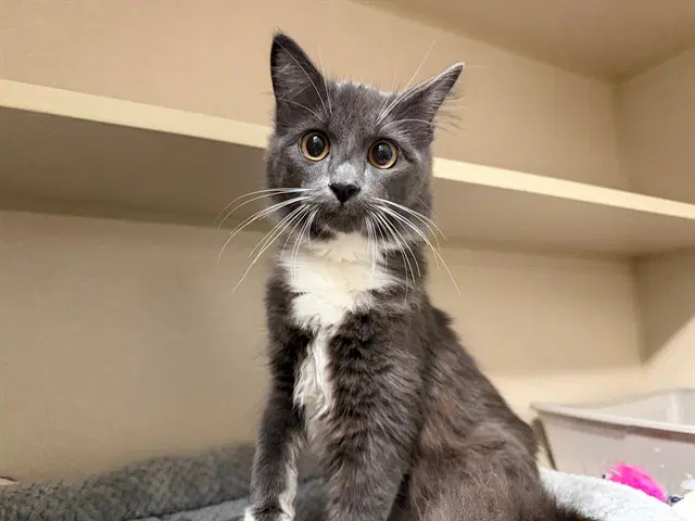 Ruby - Domestic Medium Hair