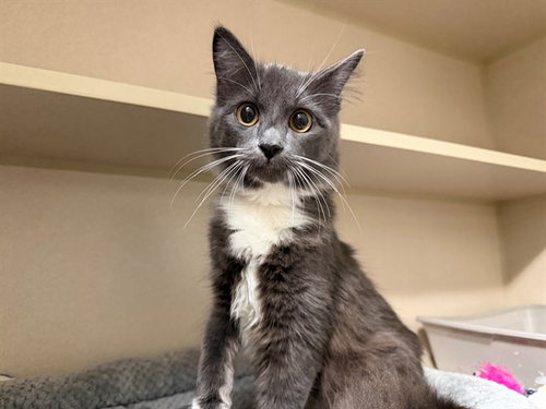 Ruby, Domestic Medium Hair (medium coat)