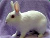 adoptable Rabbit in san clemente, CA named CECILY