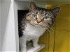 adoptable Cat in , MD named PEE WEE