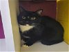 adoptable Cat in , MD named MORSE CODE