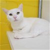 adoptable Cat in , MD named LUEY