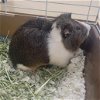 adoptable Guinea Pig in  named BEARY