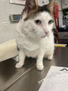 adoptable Cat in , MD named HENDERSON