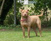 adoptable Dog in , MD named HAZEL