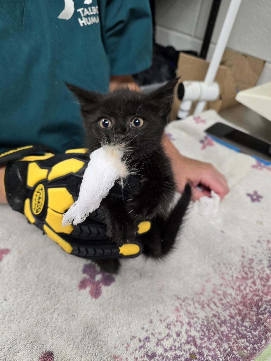 adoptable Cat in Easton, MD named BONZA