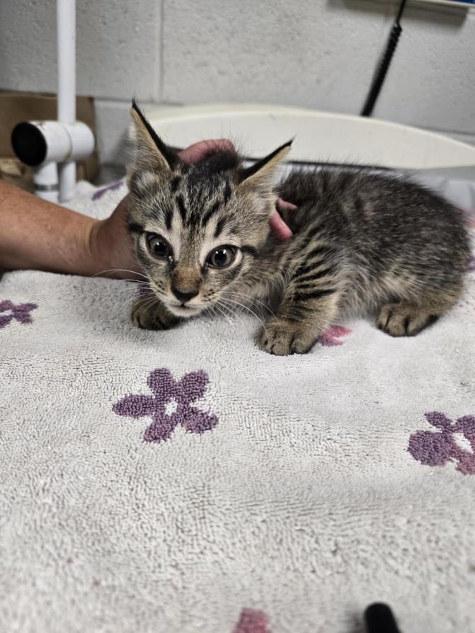 adoptable Cat in Easton, MD named PASTRAMI