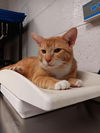 adoptable Cat in Easton, MD named TAPIOCA