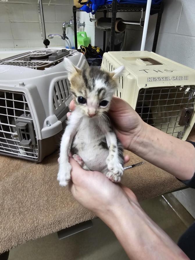 adoptable Cat in Easton, MD named SAKURA