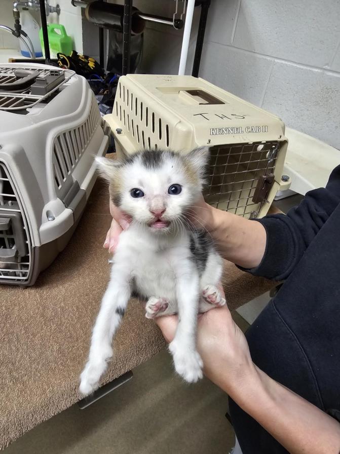 adoptable Cat in Easton, MD named GENESIS