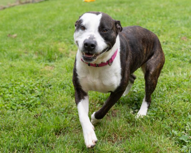 adoptable Dog in Easton, MD named BELLA