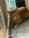 adoptable Cat in , MD named RUSTY