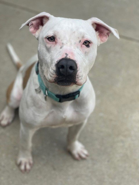 adoptable Dog in Easton, MD named PANDA