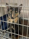 adoptable Cat in , MD named NIX