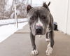adoptable Dog in  named RONAN