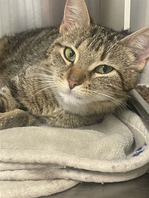 picture of the cat needing adoption