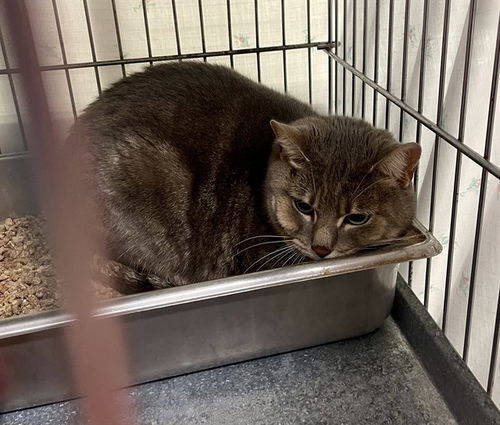 picture of the cat needing adoption