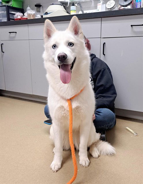 picture of the dog needing adoption