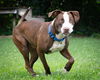 adoptable Dog in  named JEPH
