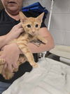 adoptable Cat in  named SOLERO