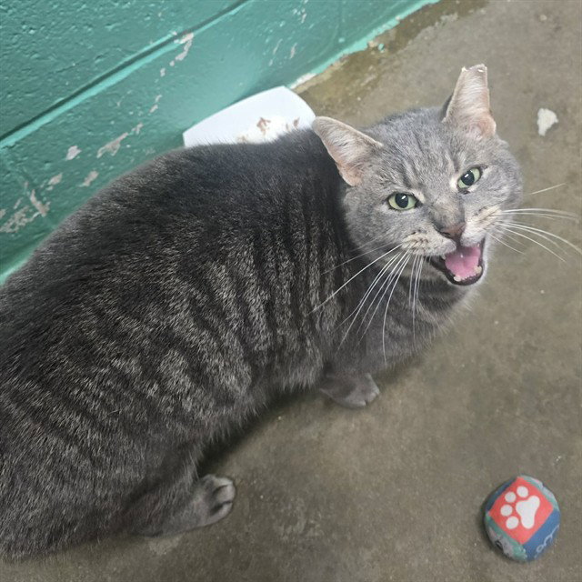 LEO