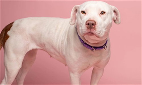 picture of the dog needing adoption