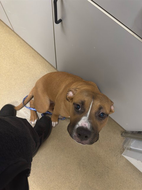 picture of the dog needing adoption