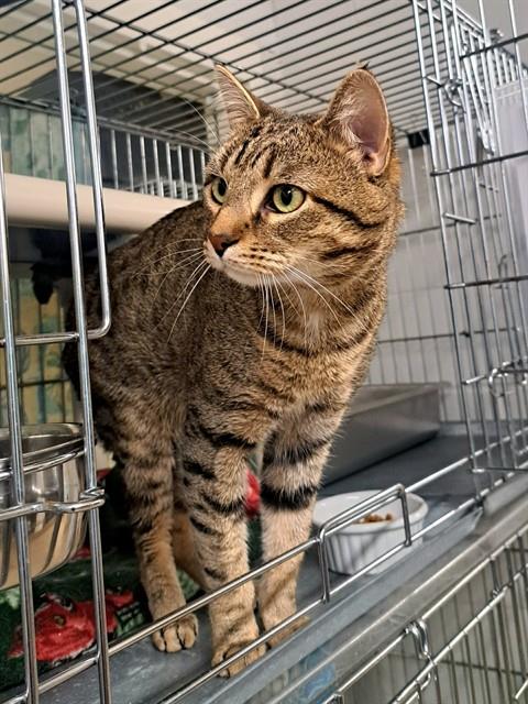 ICHIRU, an adoptable Domestic Short Hair in Easton, MD