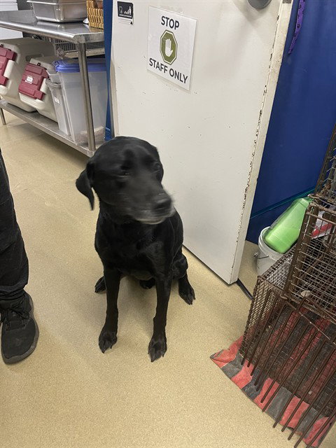 picture of the dog needing adoption