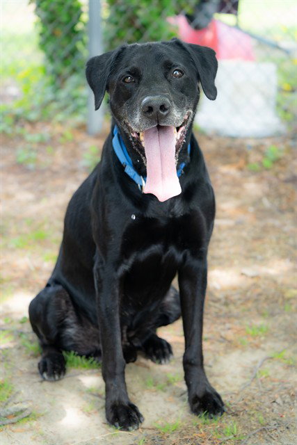 TING, an adoptable Labrador Retriever in Easton, MD