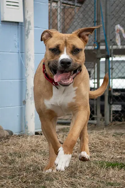 Shera - Pit Bull Terrier