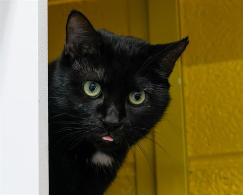 BUTTERBALL, Adult Domestic Short Hair (medium coat), cat for adoption in Dover, Delaware