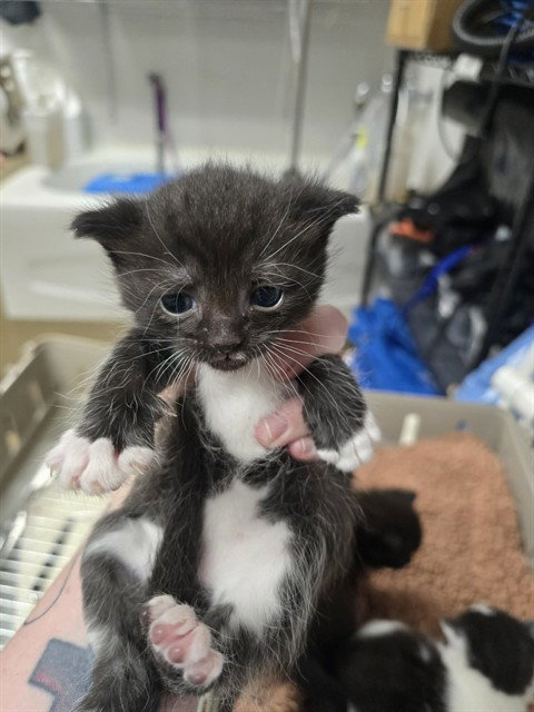 PRIDE, Baby Domestic Short Hair (medium coat), cat for adoption in Dover, Delaware