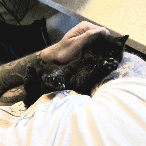 JO-JO, Baby Domestic Short Hair (medium coat), cat for adoption in Dover, Delaware