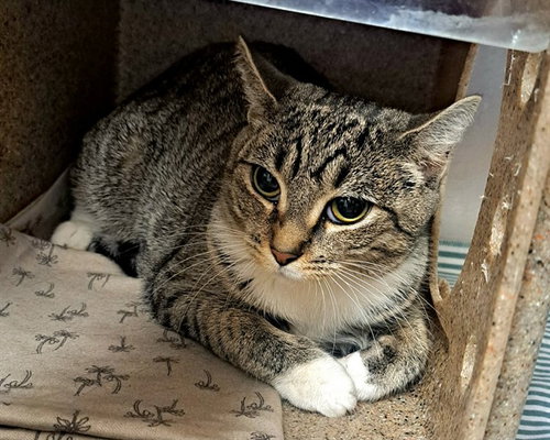 CHANEL, Young Domestic Short Hair (medium coat), cat for adoption in Dover, Delaware
