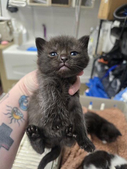 JANE AUSTEN, Baby Domestic Short Hair (medium coat), cat for adoption in Dover, Delaware