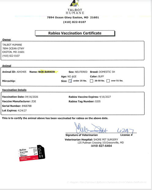 BOB BARKER, Adult Domestic Short Hair (medium coat), cat for adoption in Dover, Delaware