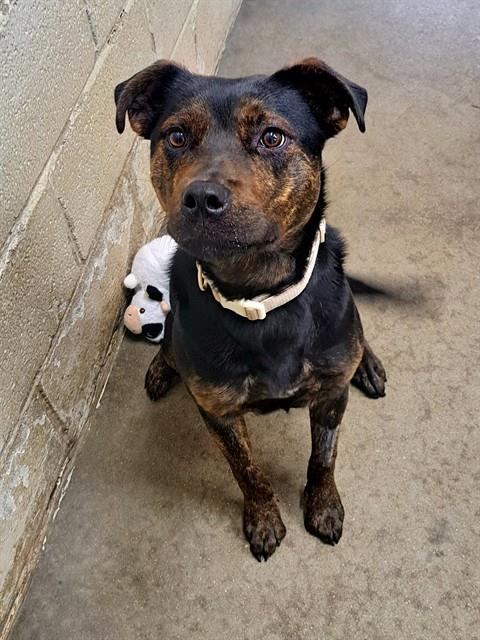 ZOE, an adoptable Labrador Retriever in Easton, MD