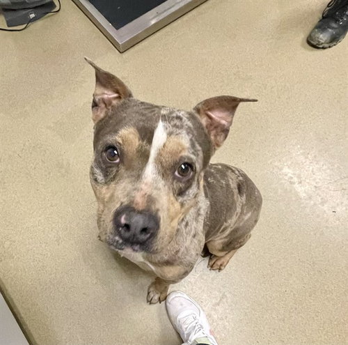 PFIZER, an adoptable Pit Bull Terrier in Easton, MD