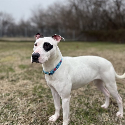 FRECKLES, an adoptable American Pit Bull Terrier in Easton, MD