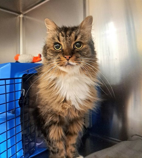 GRAYSON, an adoptable Domestic Long Hair in Easton, MD