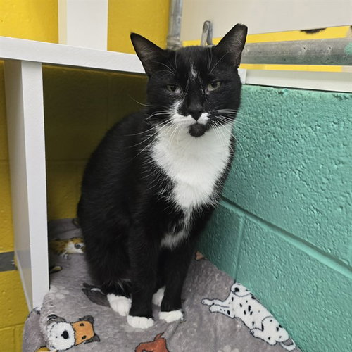 IRIS, Adult Domestic Short Hair (medium coat), cat for adoption in Bowie, Maryland