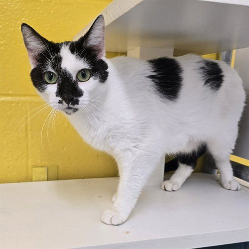 KIT KAT, Young Domestic Short Hair (medium coat), cat for adoption in Bowie, Maryland