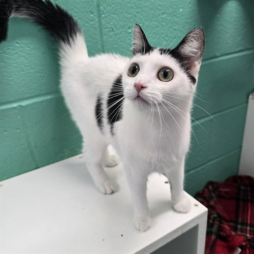 KITTEN, Young Domestic Short Hair (medium coat), cat for adoption in Bowie, Maryland