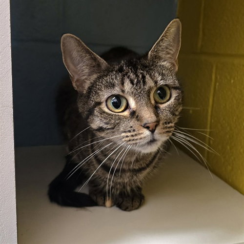 SMOKEY GIRL, Adult Domestic Short Hair (medium coat), cat for adoption in Bowie, Maryland