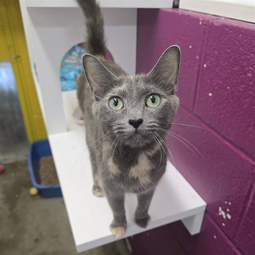 MIMI, Adult Domestic Short Hair (medium coat), cat for adoption in Bowie, Maryland