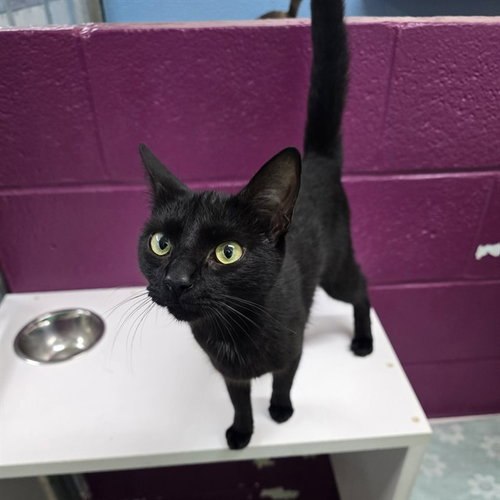 FURY, Young Domestic Short Hair (medium coat), cat for adoption in Bowie, Maryland